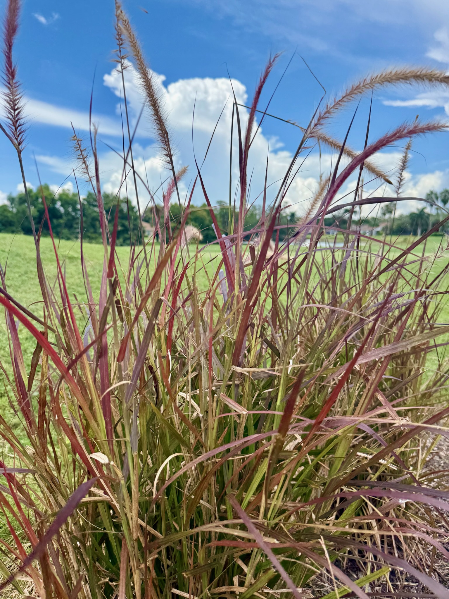 Reed plant